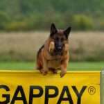 Gentle Guidance: Transforming Dog Discipline with Love and Understanding