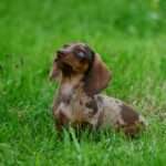 Barking Up the Right Tree: Understanding the Unique Temperaments of