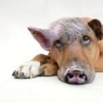 Healthy Hounds: 10 Must-Know Tips for Your Dog's Well-Being
