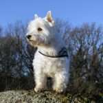 Pawsitively Healthy: Unlocking the Secrets of Optimal Puppy Nutrition