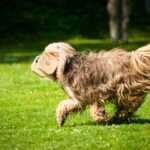 Barking No More: Effective Techniques for Managing Dog Separation Anxiety