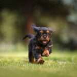 Paw-sitively Perfect: Top Dog Breeds Ideal for Apartment Life