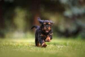 Paw-sitively Perfect: Top Dog Breeds Ideal for Apartment Life