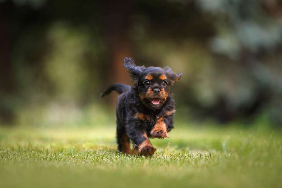 Paw-sitively Perfect: Top Dog Breeds Ideal for Apartment Life