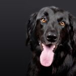 Fido's Fitness: Essential Strategies to Prevent Dog Obesity