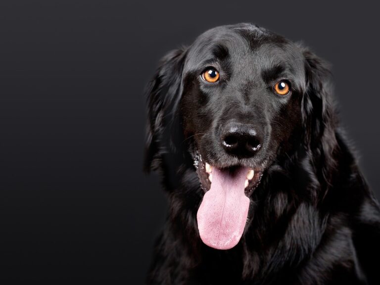 Fido's Fitness: Essential Strategies to Prevent Dog Obesity