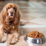 Feeding Fido: What Every Dog Owner Should Know About Nutrition