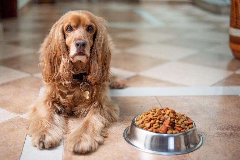 Feeding Fido: What Every Dog Owner Should Know About Nutrition