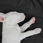 Furry Friends Without the Sneezes: The Best Hypoallergenic Dogs for