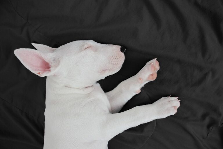 Furry Friends Without the Sneezes: The Best Hypoallergenic Dogs for