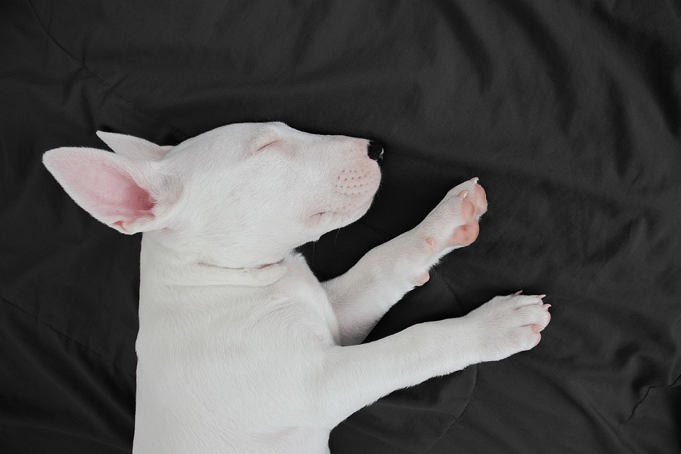 Furry Friends Without the Sneezes: The Best Hypoallergenic Dogs for