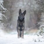 Happy Tails: How to Solve Your Dog's Digestive Problems Naturally