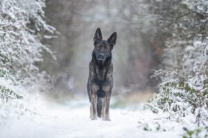 Happy Tails: How to Solve Your Dog's Digestive Problems Naturally