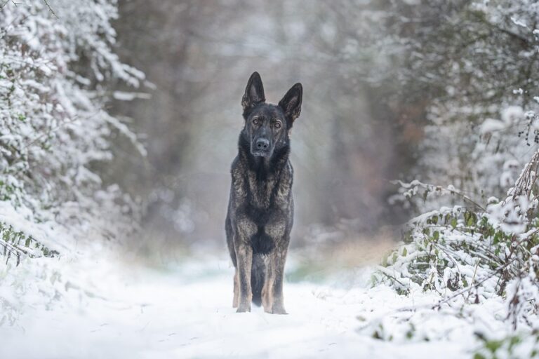 Happy Tails: How to Solve Your Dog's Digestive Problems Naturally