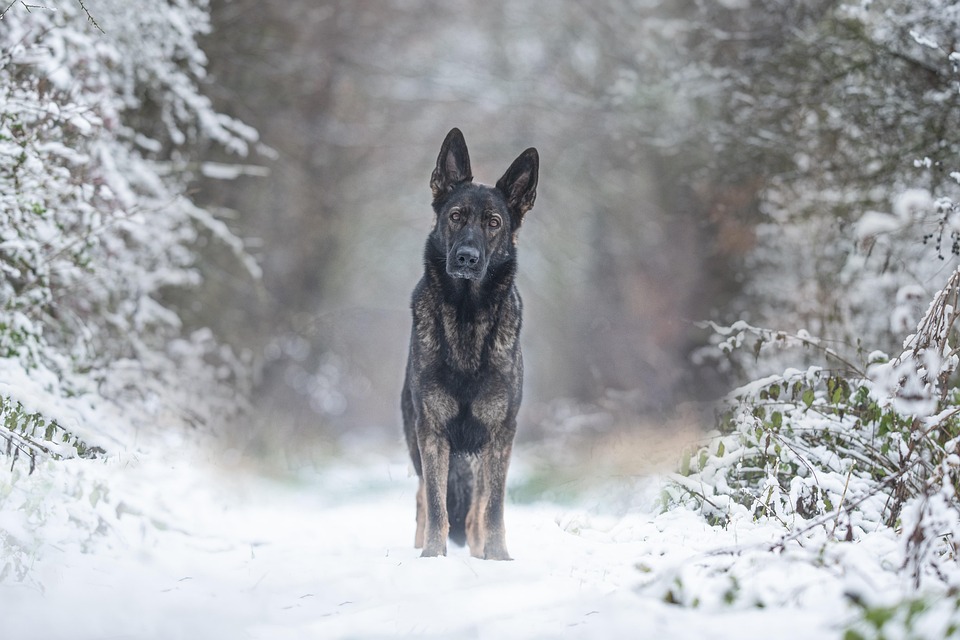 Happy Tails: How to Solve Your Dog's Digestive Problems Naturally