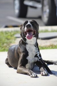 Unlocking the Secrets: Your Guide to Successful Puppy Training
