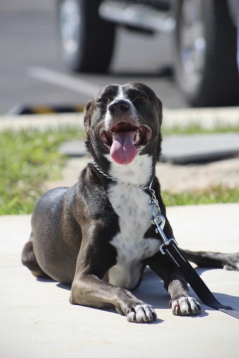 Unlocking the Secrets: Your Guide to Successful Puppy Training