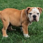 Pawsitively Healthy: How to Create a Balanced Diet for Your