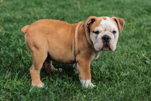 Pawsitively Healthy: How to Create a Balanced Diet for Your