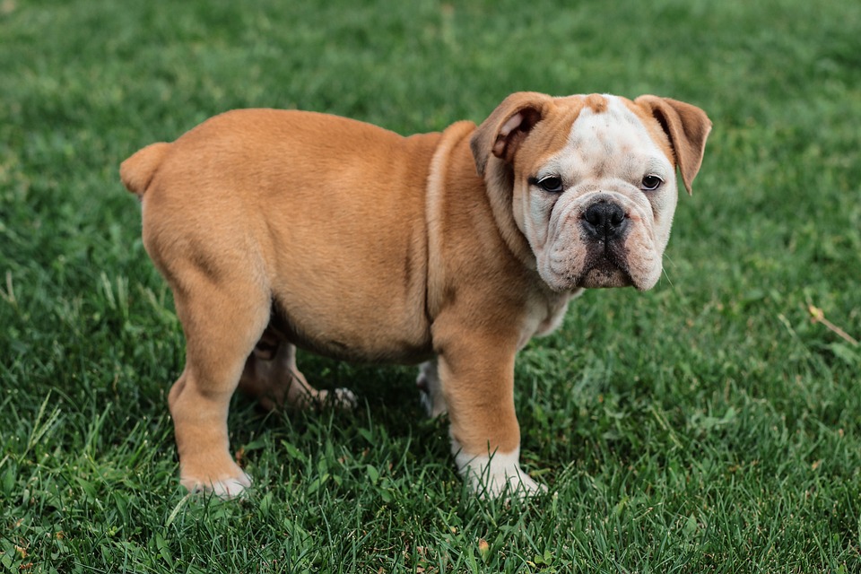 Pawsitively Healthy: How to Create a Balanced Diet for Your