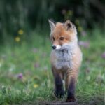 The Perfect Paws: Top Family-Friendly Dog Breeds for Your Home
