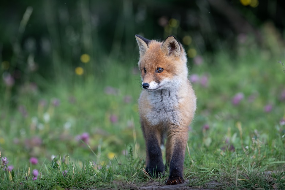 The Perfect Paws: Top Family-Friendly Dog Breeds for Your Home