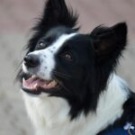 Is Your Dog Shaking Its Head? What You Need to