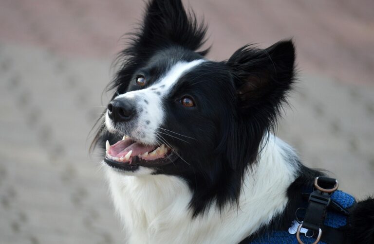 Is Your Dog Shaking Its Head? What You Need to