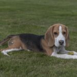 Whisker-lickin' Good: Nutritious Recipes for Happy, Healthy Dogs
