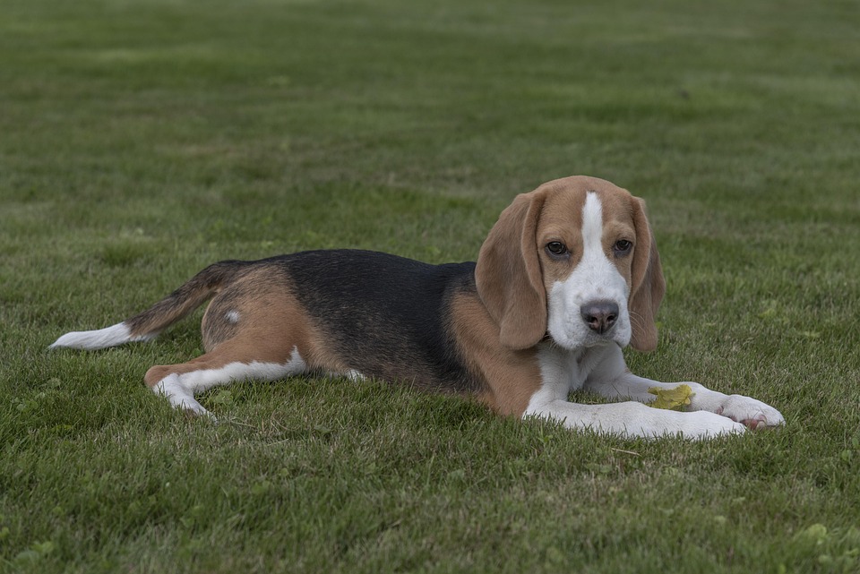 Whisker-lickin' Good: Nutritious Recipes for Happy, Healthy Dogs