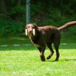 Pawsitive Changes: Mastering Obedience with Positive Reinforcement Techniques