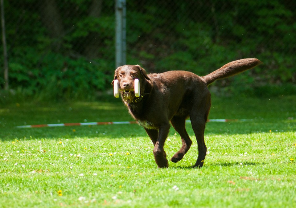 Pawsitive Changes: Mastering Obedience with Positive Reinforcement Techniques